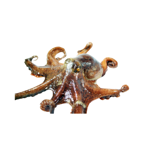 Octopus - Fresh Catch
