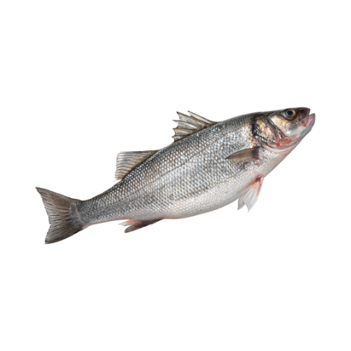Sea Bass - Whole Fish