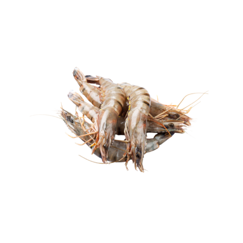 Tiger Shrimp - Jumbo Size