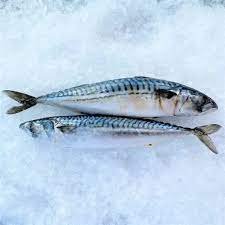 Frozen Mackerel